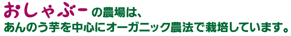 おしゃぶーの農場は、他にもこんな野菜を作っています。